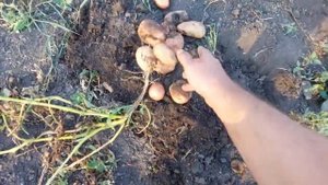 Большой урожай ранней картошки! Мой огород, моя дача!