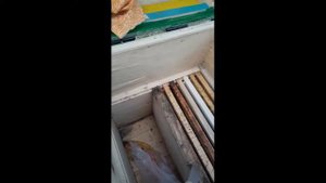 Развитие семьи из пчелопакета. Начинающий пчеловод. Часть 2.