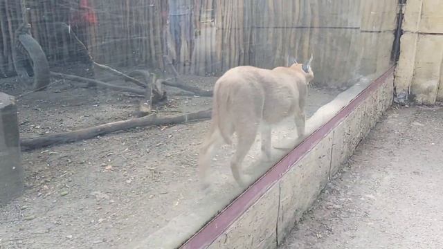 Зоопарк Краснодар "Солнечный ОСТРОВ" очень хорошо погуляли смотреть онлайн