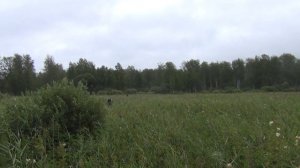 Охота на лося с подхода