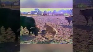 Непредсказуемые бои животных.