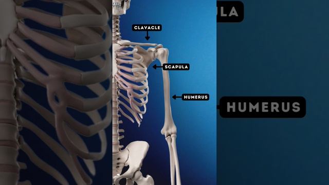 BONES (Names & Locations) - OCR GCSE PE - The SKELETAL System (1.1)