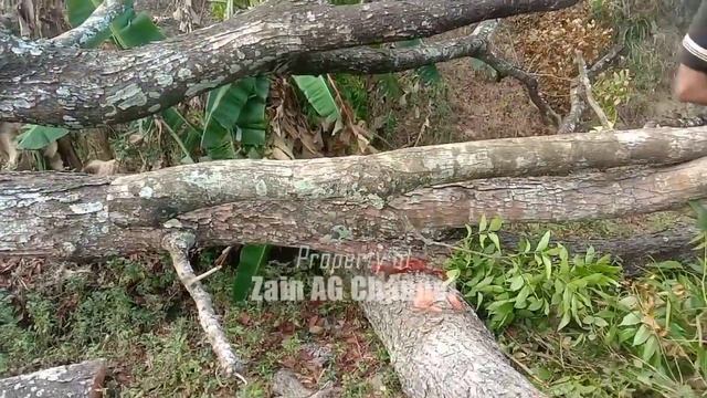 Cut the Red Wood Switenia Mahogany with Husqvarna 390 XP смотреть онлайн