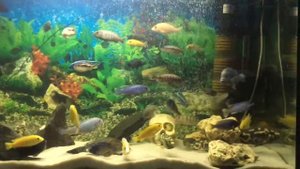 Аквариум с Цихлидами 240 литров
