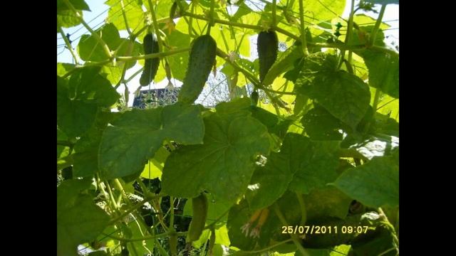 Посадка огурцов в мае 2021 по лунному календарю, благоприятные дни смотреть онлайн