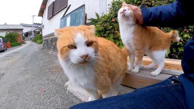 トコトコトコトコ・コロン　猫島の猫かわい過ぎる смотреть онлайн