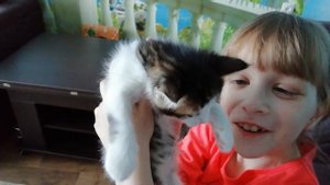 Сюрприз & Surpris. Подарили котёнка.