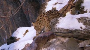 Дальневосточный леопард