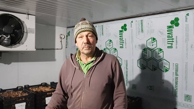 Охлаждение луковиц тюльпанов сезон 2022-2023 смотреть онлайн