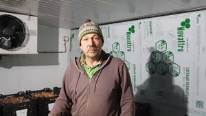 Охлаждение луковиц тюльпанов сезон 2022-2023