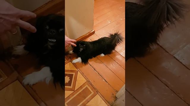 Злой пекинесик) смотреть онлайн