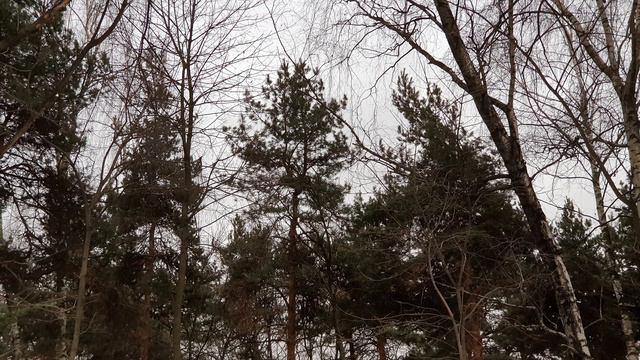 СМОТРЕТЬ ВИДЕО  ЛЕС. ЗИМА.МОСКВА 2020 смотреть онлайн