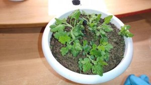 Мокнет (сопливится) срез маточника хризантемы мультифлора. Что делать?