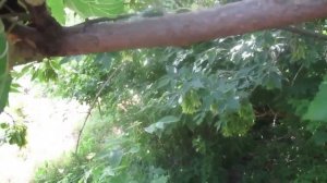 Невероятные целебные свойства тутовника (шелковицы).