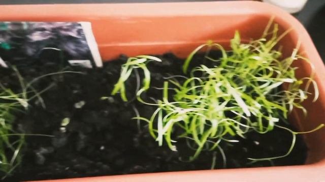 Комнатные растения.  Огород на подоконнике. До конца)  #комнатныерастения#комнатныецветы#обзор#