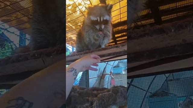 Енот Илюша и Ко #ямыилюша #помощьбездомнымживотным #анапа #raccoon #животные #море