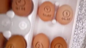 Самый простой инкубатор. Часть 1