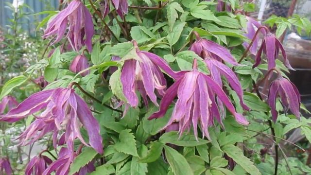 17 05 20г Цветение княжиков и подажа саженцев смотреть онлайн