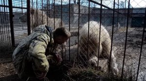 БЕЛЫЙ  ЛЕВ  Ричард  считает что он главнее  Олега Зубкова . Тайган.Крым