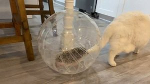 Raccoon Reacts to Hedgehog in Hamster Ball!