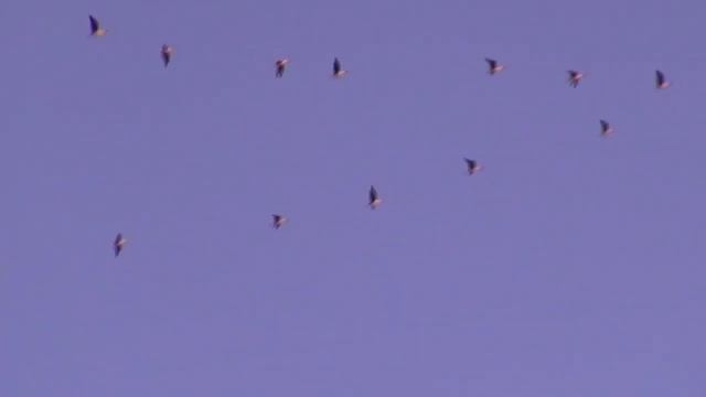 Рыбалка в Ленинградской обл. 2022 Открылись с тестем на Волхове. Донка, фидер. Уха на открытом огне смотреть онлайн