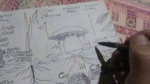 Научные Открытия Царя Давида.