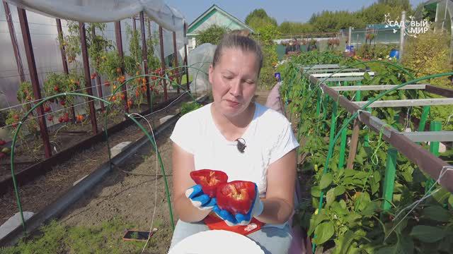 ПЕРЕЦ-РЕКОРДСМЕН БАЛТАЗАР - РОДИЛ 15 ПЛОДОВ С ОДНОГО КУСТА