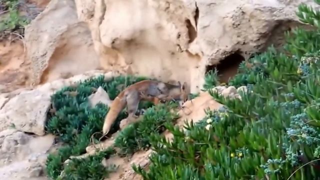 Спасение и помощь животным, которые в ней нуждались...