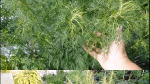 Укропное или Божье дерево на даче