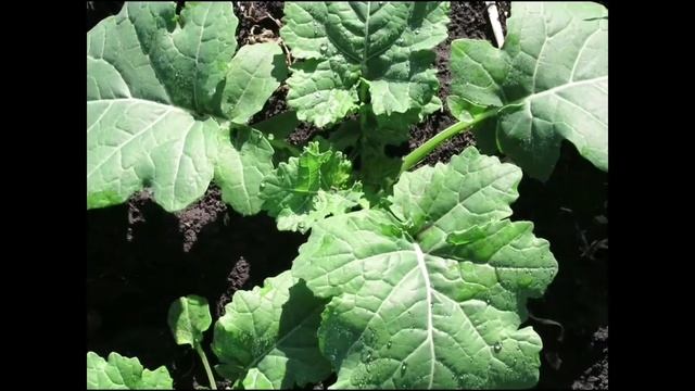 Карамба Турбо для большего урожая рапса! смотреть онлайн