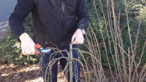 Caragana arborescens 'Pendula' - Csüngő ágú szomorú borsófa tavaszi ifjító metszése