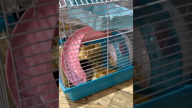 Демид -и первое видео #малыши #животные #дети # новоевидео