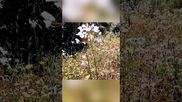 Allium subhirsutum ή Άλλιο το υπόδασυ Άγριο σκόρδο τριχωτό σκόρδο