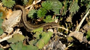 Живородящие ящерицы