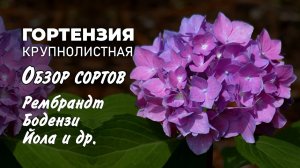 Гортензия Крупнолистная. Обзор сортов