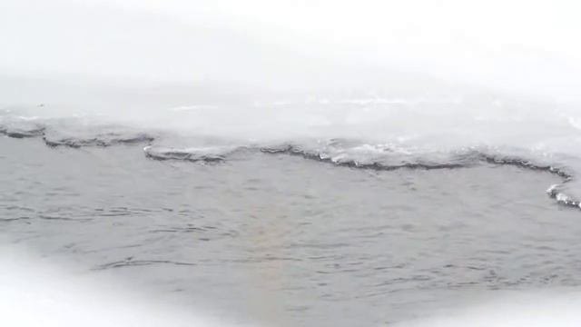 Оляпка на охоте