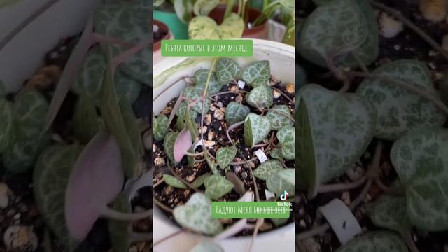 Пеперомия ПРОСТРАТА | ЦИРОПЕГИЯ | МАРАНТА триколор #plants #iloveplants #crazyplantlady #planttips