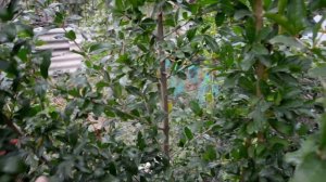 Гранат.Гюлоша розовый или Никитский ранний?