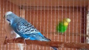 Самец волнистого попугайчика кормит самку