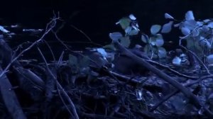 Приключения Бобрёнка hd