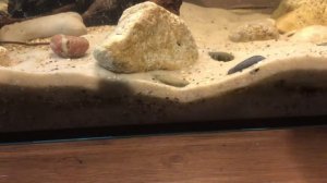 Купил рыбок в аквариум 30 литров.