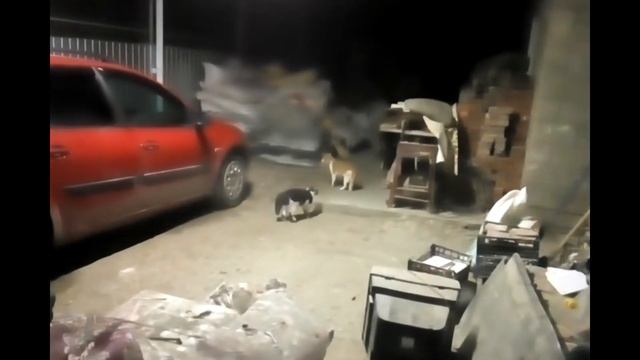 Семнадцать мгновений котов