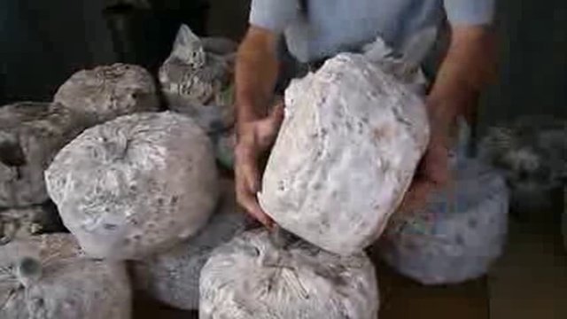 Шиитаке выращивание в домашних условиях