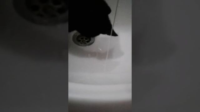 Как котёнок дружит с водой?? смотреть онлайн
