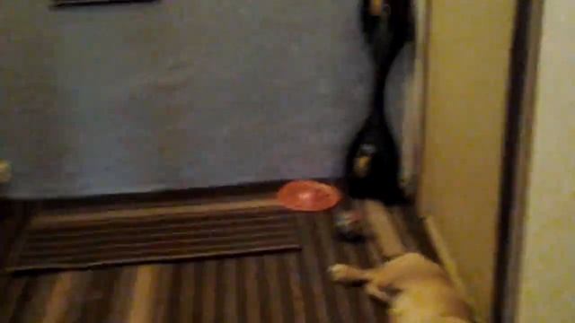 Обустройство коридора смотреть онлайн