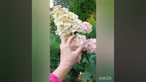 цветение за сезон, гортензия метельчатая Самарская лидия,север,почва песок