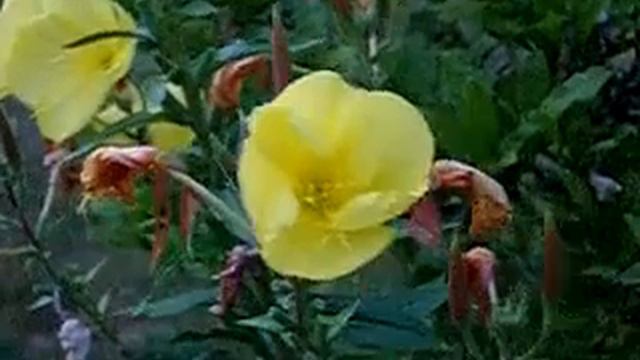 Evening Primrose Flowers why it so.mp4 смотреть онлайн
