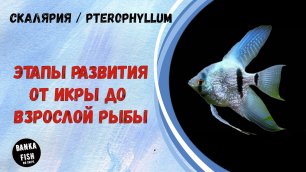 Малек Скалярии (Pterophyllum). Все этапы развития Скалярии. Икра / Личинка / Малек / Взрослая рыба