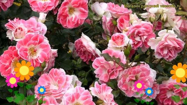 Роза патио Баффало Билл. Краткий обзор, описание характеристик, где купить саженцы Buffalo Bill смотреть онлайн