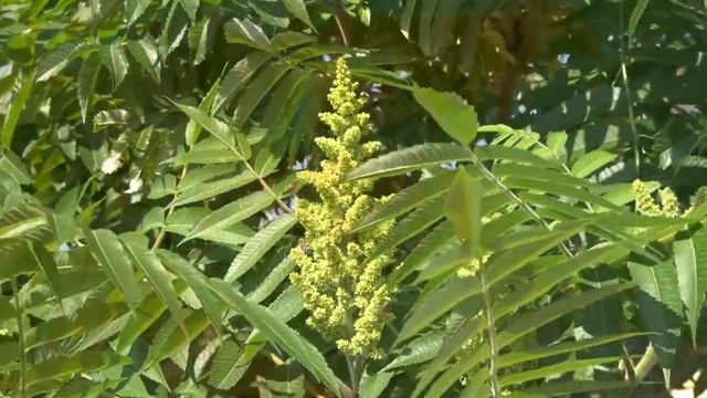 Обзор самых ярких растений осеннего сада смотреть онлайн